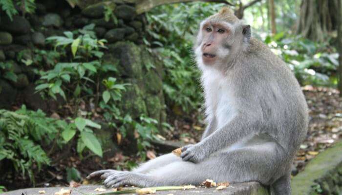 Monkey in bali