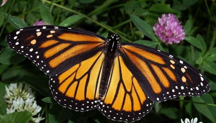 Butterfly Conservatory