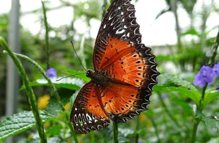 Butterfly View