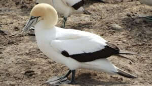 Cape Kidnapper Bird Watching