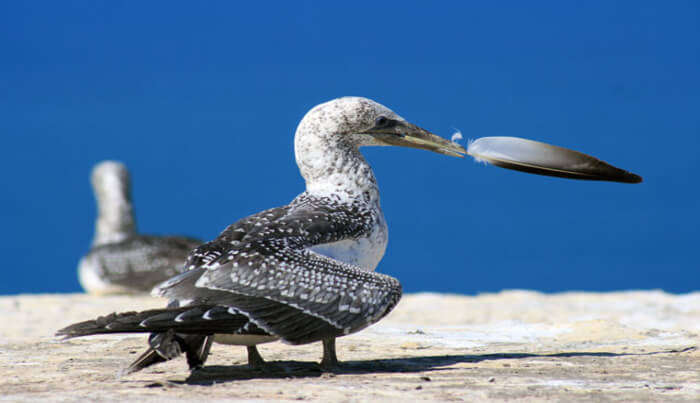 Beautiful Bird View