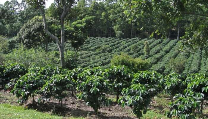 Stroll Through Coffee Plantations