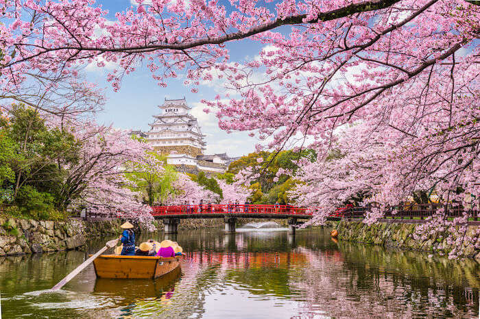 A colorful weekend escape to the National Cherry Blossom Festival - WHYY