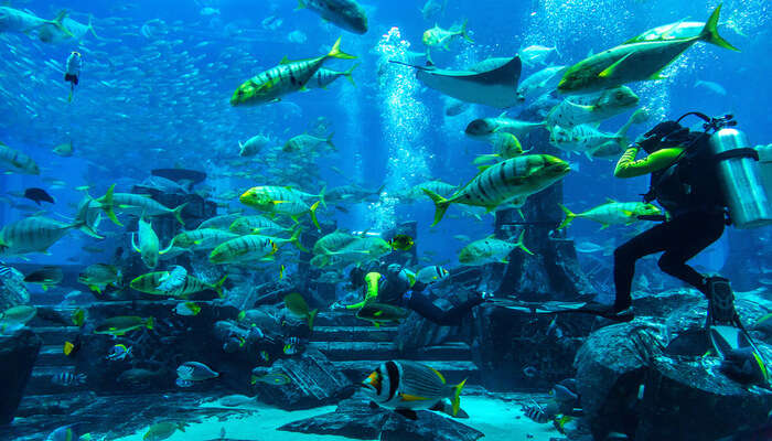 Amazing Scuba Diving In Dubai