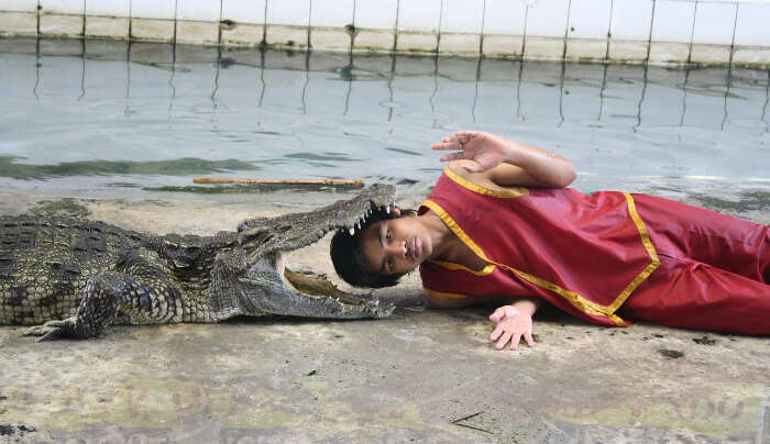 Crocodile Show