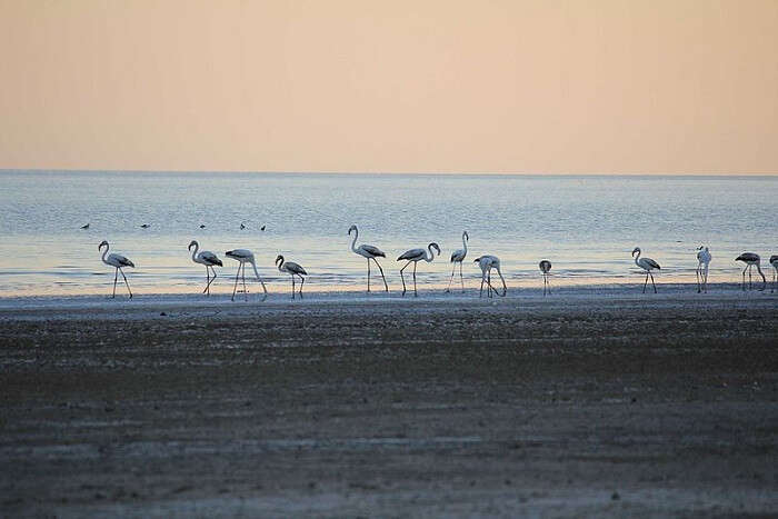 flamingos at the beach