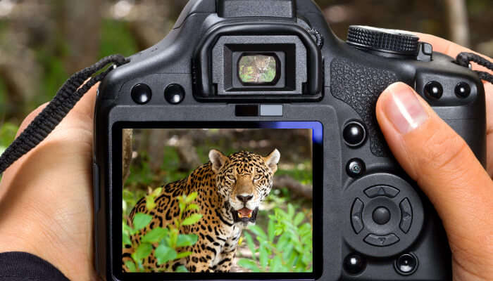 Photography of Animals