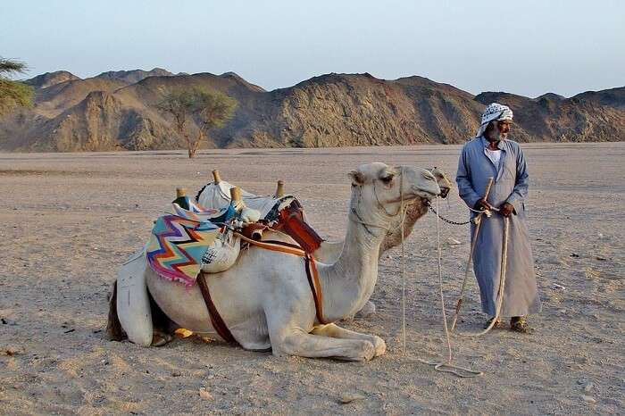 camel ride in Egypt