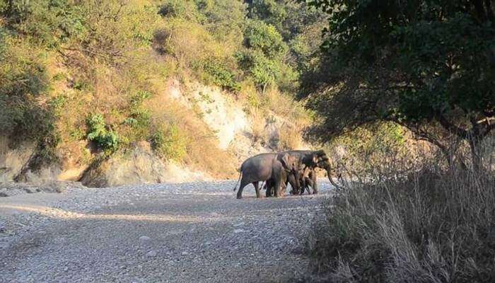A family of elephants at one of the popular places to visit near Chandigarh, Rajaji National Park