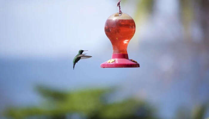 Interact With The Hummingbirds