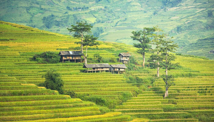 Bali rice fields