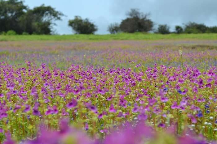 Kaas Plateau near Mumbai