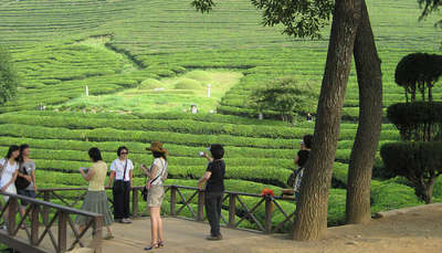 A Tea Garden With Some Tourists