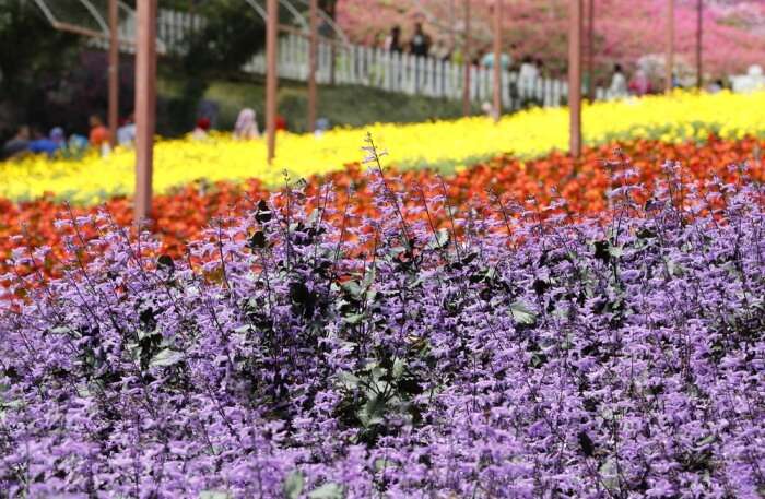 Lavender Gardens in Cameron Highlands, Malaysia