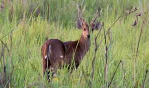 Manas National Park