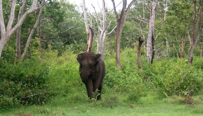 Elephant in Mudumalai National Park