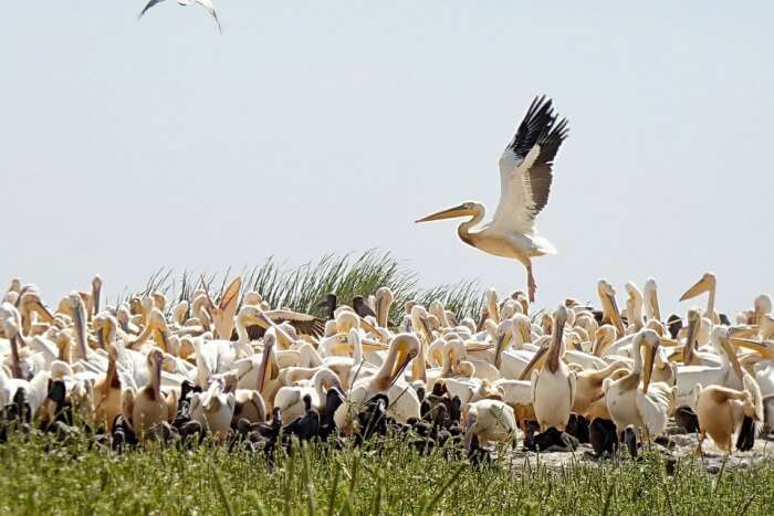 Nalsarovar Bird Sanctuary