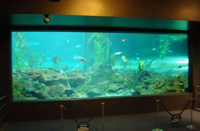 Aquarium View
