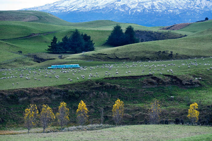 New Zealand's Lush Mountains