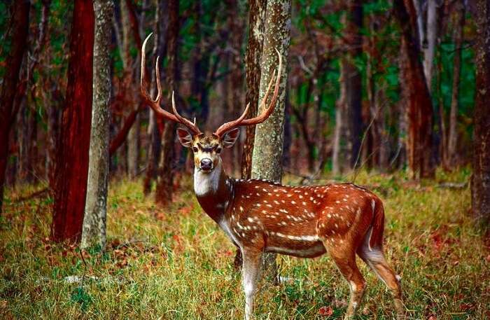 Pench National Park In Madhya Pradesh