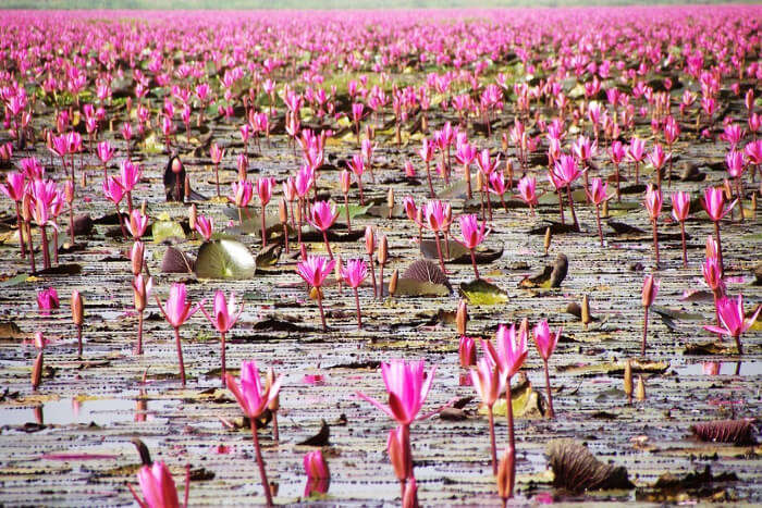 Sea Of Red Lotuses