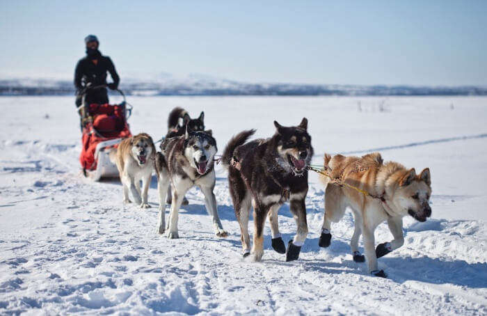 Skidooing and dog sledding