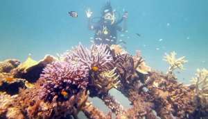 Snorkeling Amed Bali