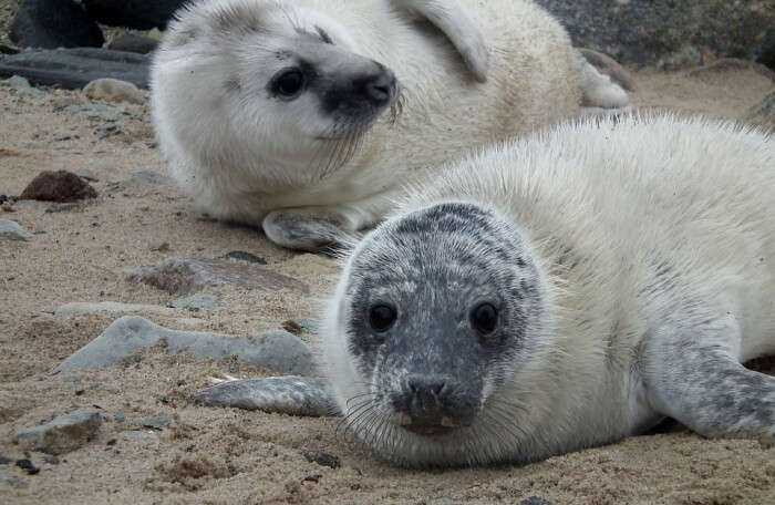 Spot A Seal