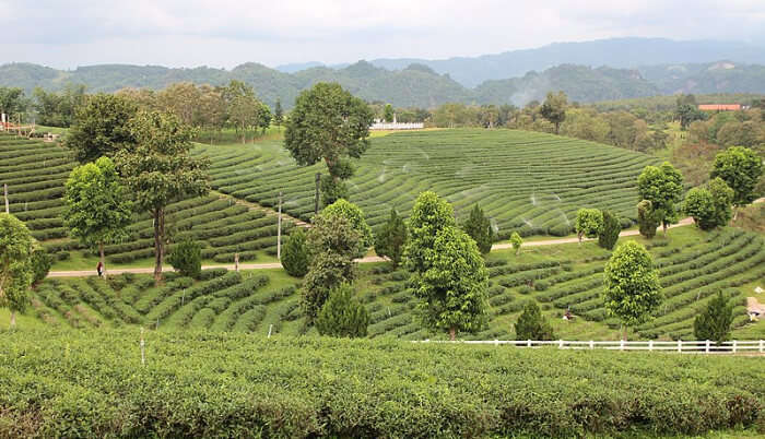 Tea farms in Chiang Rai