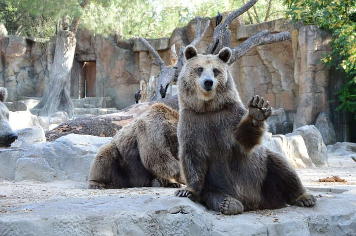 The Bear Park