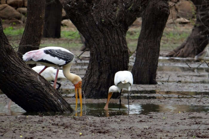 Thol Bird Sanctuary