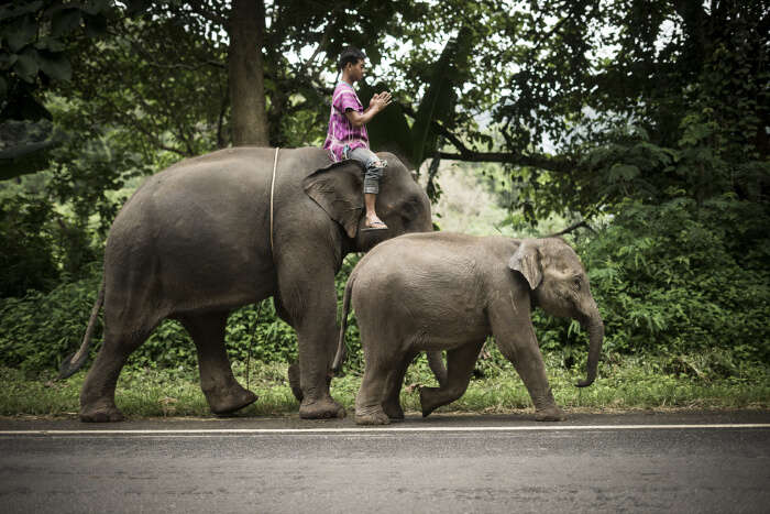Thom’s Pai Elephant Camp