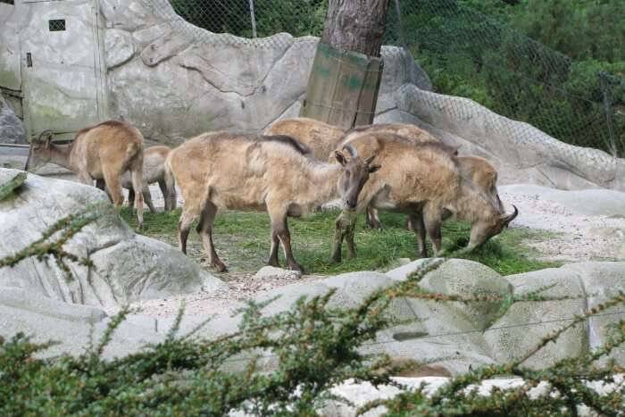 Tierpark Hagenbeck