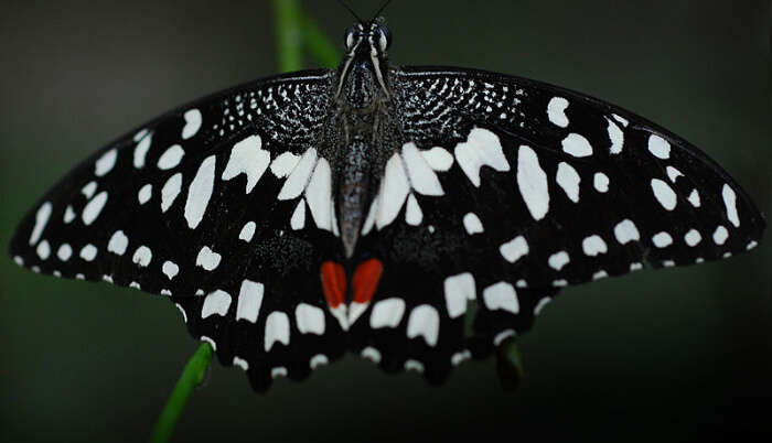 Black Butterfly