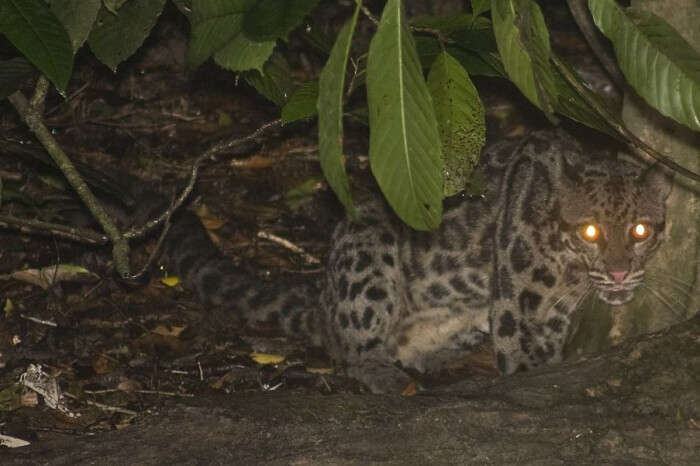 Wildlife At Kinabatangan Rivera