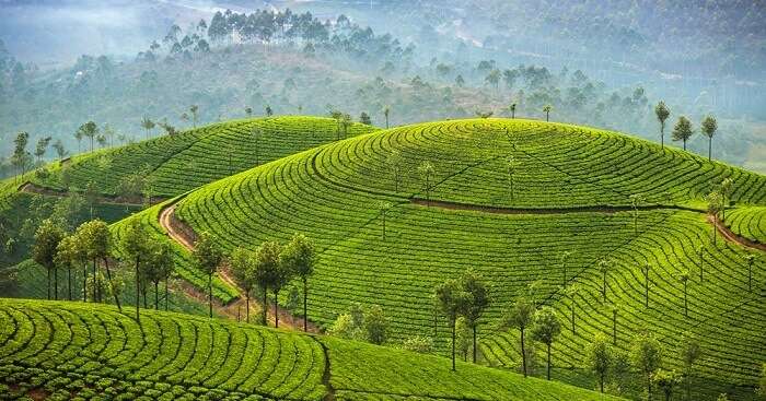 munnar plantations