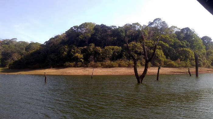 the Periyar Jungle 