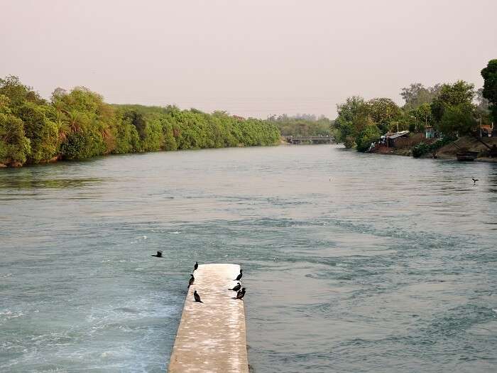 ropar wetland