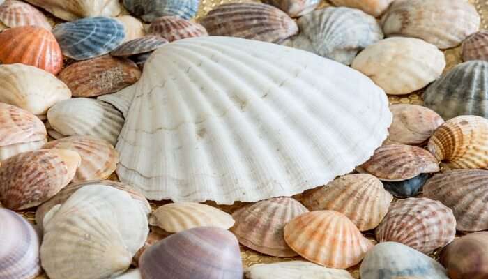 sea shells