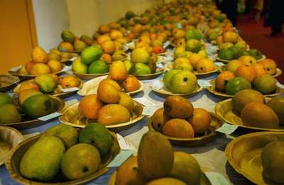About International Mango Festival
