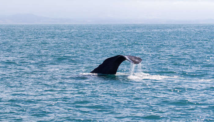 Dolphin Spotting And Whale Watching