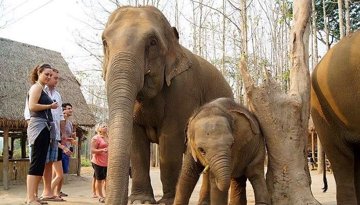 Elephant Sanctuary Thailand