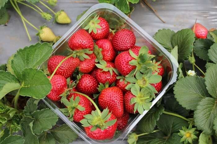 strawberries