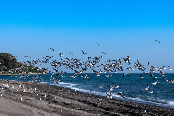 Mediterranean Bird Sea Fly Seagulls Freedom Beach