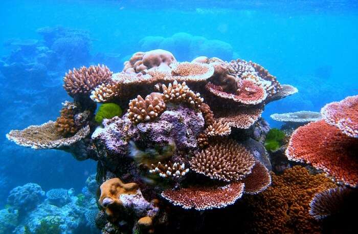 Coral outcrop on Flynn Reef