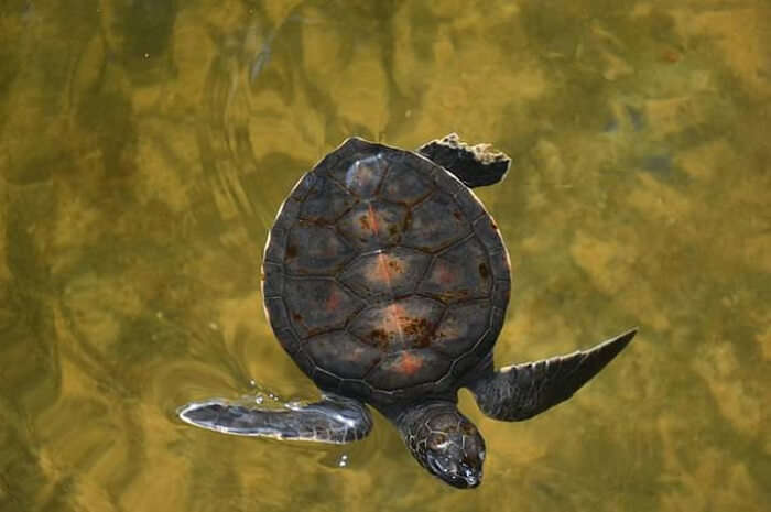 at Induruwa Sea Turtle Conservation