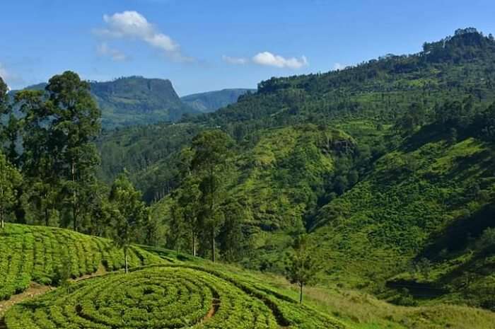 green scenic beauty