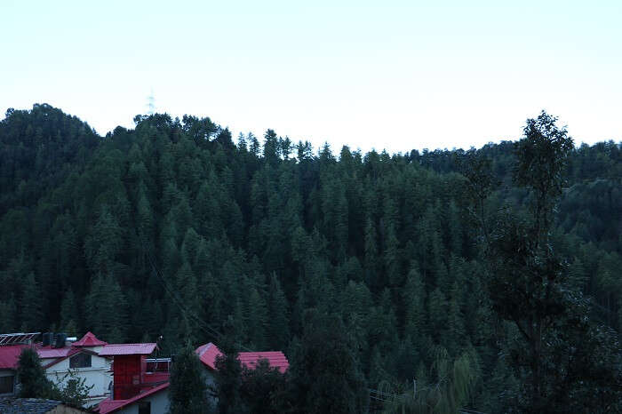 beautiful green valley of Shimla