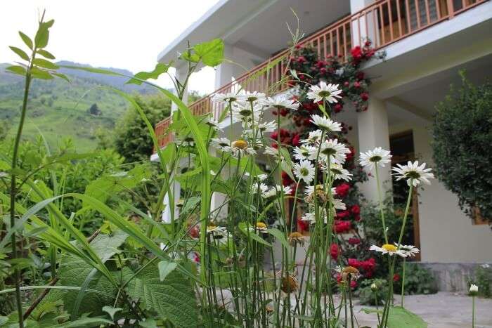 flowers in the garden