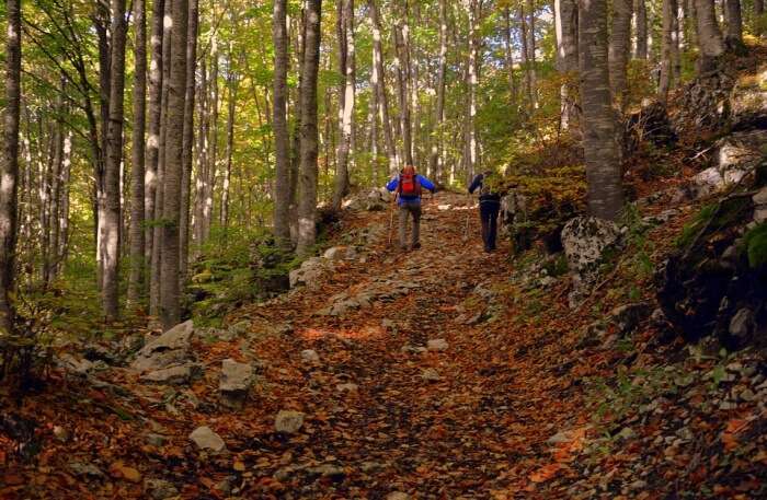 Forest Excursion Trail Trekking Autumn